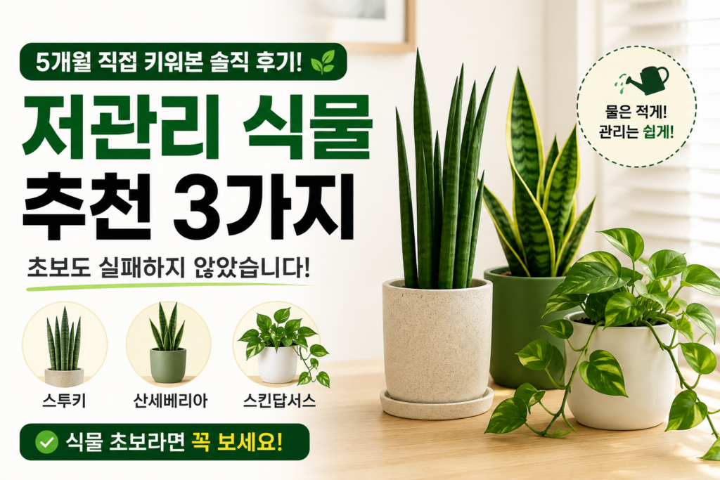 저관리 반력식물 스투키, 스킨답서스,산세베리아 이미지를 담은 인포그래픽